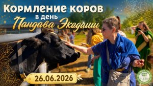 Кормление коров в день Пандава Экадаши, Планета Коров, 26.06.2026