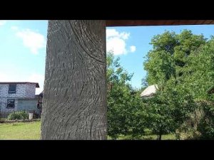 штукатурка кора дерева