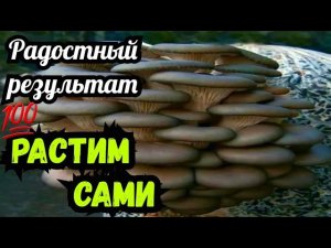 Грибы вешенка / гливи  растим сами в домашних условиях