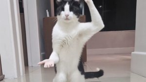 Необычный Кот