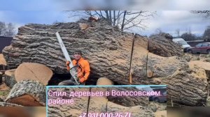 Спил деревьев