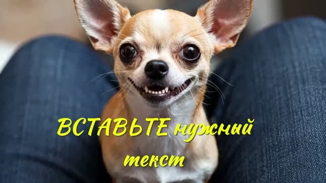 Интересные собаки Футажи для видеомонтажа скачай Free