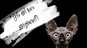 Это вы кого вызвали?! Вы чё, угараете?! (YouTube-26) Кот Костян