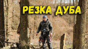 Резка дуба (Oak cutting)