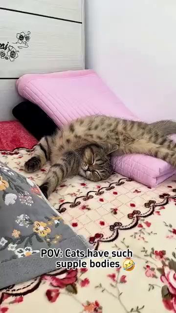 ПОЗЫ ДЛЯ СНА У КОТОВ 😂 Они спят так, как нам и не снилось 🐱 Угар 2026