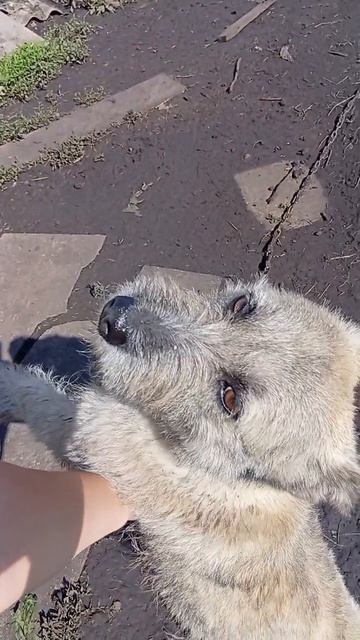 Мой Рексик) смотреть онлайн