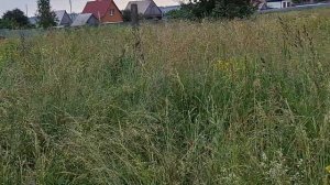 начали бороться с борщевиком 26.06.26