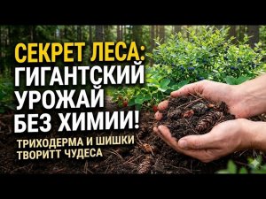 Лесное сокровище даром: почему хитрые огородники тащат в сад хвойный опад и шишки мешками