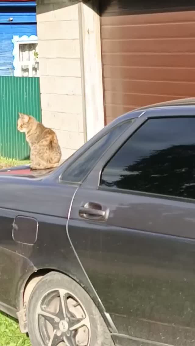Коты на Приоре