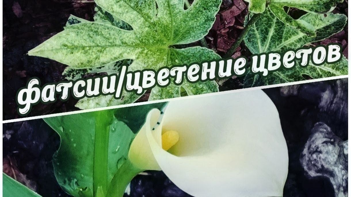 Новые растения в саду: жимолость Генри, Фатсии, цветет калла Пако и другие