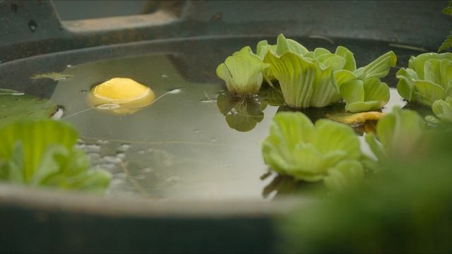 Мы были лжецами 6 серия «Когда ложь даёт тебе лимоны» (сериал, 2025)
