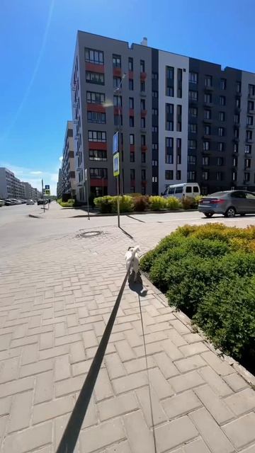Зелёный ритм города