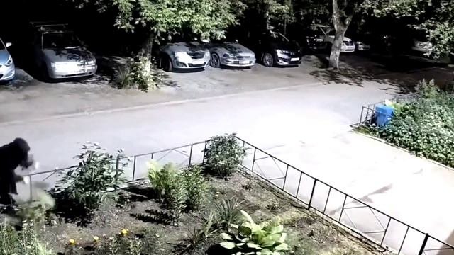 Подростки вырывают цветы на улице Лукашевича в Омске