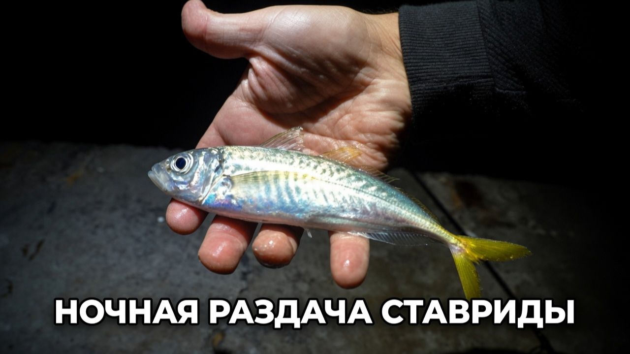 Ловля ставриды на самодур | Ночная раздача с буны!