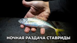 Ловля ставриды на самодур | Ночная раздача с буны!