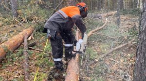 Финальное дерево, закончили лесосеку на 250 кубов Бензопилой Stihl