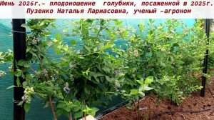 Плодоношение двухлетней голубики Река, Дюк, Элизабет, Либерти, Патриот, Хана Чойс, Аврора. Пузенко