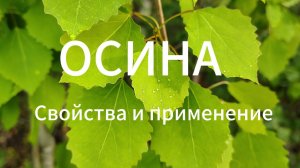 Осина. Как распознать растение