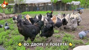 Содержание кур в домашних условиях и других птиц во дворе у Роберта 🐣🐤🦆🐔🪿🦃 (533)