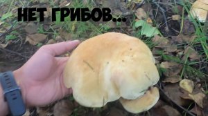 Тихая охота в самом разгаре. Нашёл несколько новых мест Грибник Подберёзовики и белые в осеннем лесу