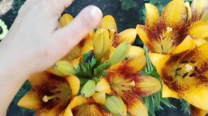 ГОТОВЛЮ✨ ЦВЕТЫ УСТОЯЛИ ПОСЛЕ ДОЖДЯ