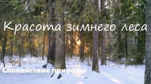 Красота зимнего леса (Спокойствие природы #7)