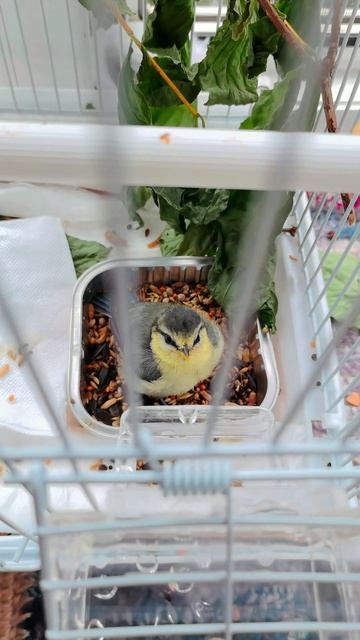 Птенец синицы 🦜 смотреть онлайн