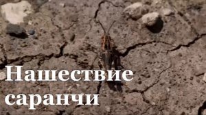 В ЛНР зафиксировали нашествие саранчи