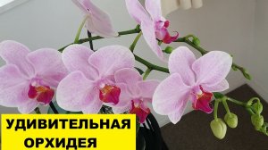 ОБНОВЛЯЮ БАЛКОН..УДИВИТЕЛЬНАЯ ОРХИДЕЯ