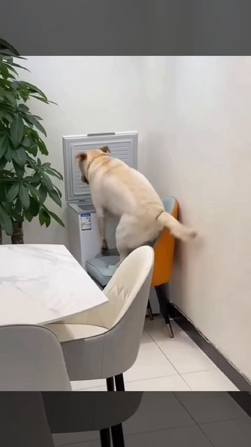 🐶🐶😁