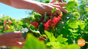 На вкус и цвет вся смородина - разная. Доброе утро. Фрагмент выпуска от 26.06.2026