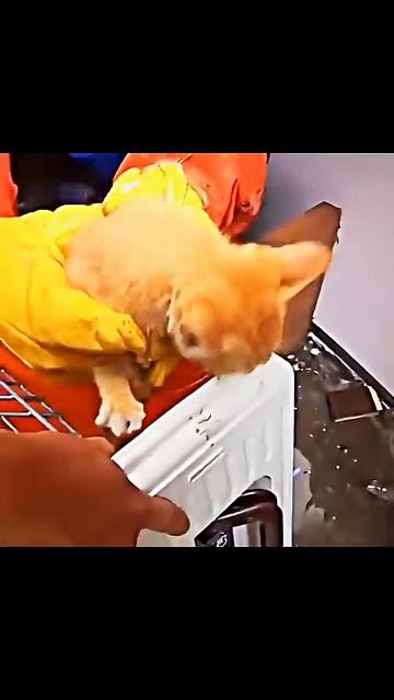 Подождите... Что то не так с этим котом 😢