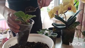как пересаживать сеянцы глоксиний 'показываю как ☺приятного просмотра 🌺🧚♀ гроза на улице ⚡ бр
