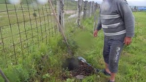 Пересадка саженцев в июне  выращенных из семян плодов