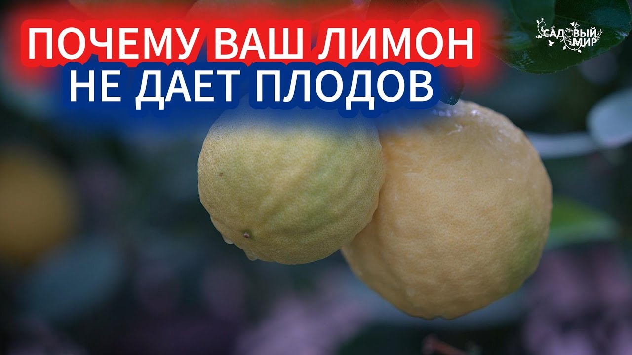 УХОД ЗА ЛИМОНОМ В ГОРШКЕ. КАК ЗАСТАВИТЬ САЖЕНЕЦ ЛИМОНА ЦВЕСТИ И ДАВАТЬ ПЛОДЫ ДОМА смотреть онлайн