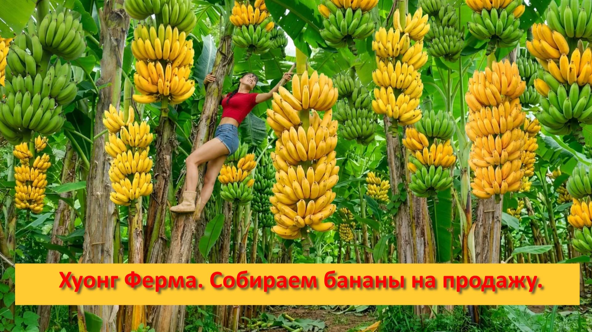 Хуонг Ферма Бушкрафт. Вьетнам. Собираем бананы на продажу.