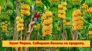 Хуонг Ферма Бушкрафт. Вьетнам. Собираем бананы на продажу.