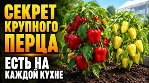 СДЕЛАЙТЕ ЭТО — И ПЕРЕЦ СРАЗУ ПОЙДЁТ В РОСТ! Без химии и почти бесплатно