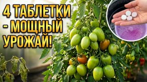 4 таблетки и томаты, огурцы, перцы плодоносят на глазах, из чахлой в мощную всего за пару дней