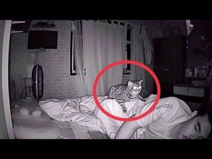 Парень установил в спальне скрытую камеру и узнал, что его кот делает по ночам.