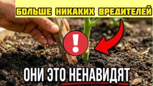 Почему в садах амишей никогда нет вредителей - один метод с «палкой»