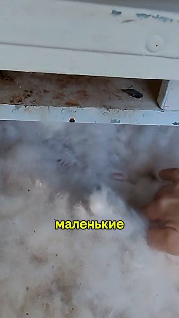 Самые милые жители нашего хозяйства 🥹🐰 | Про животных