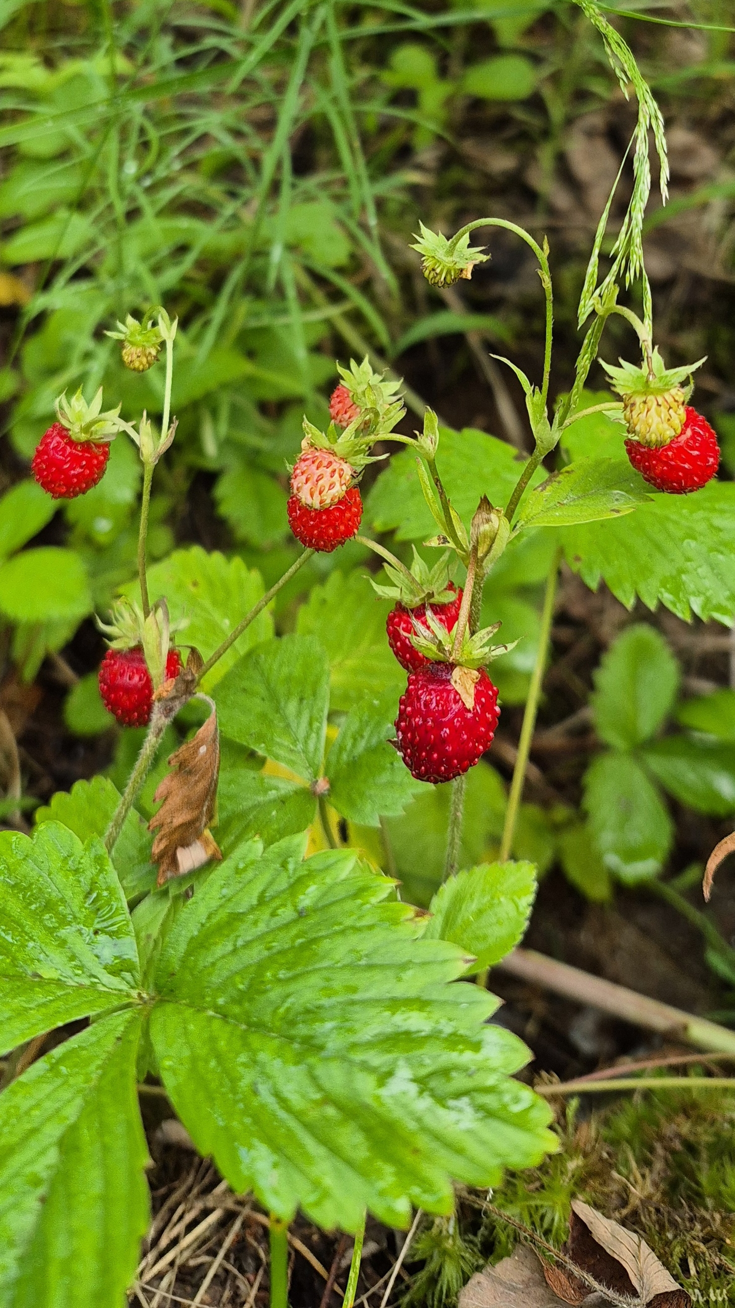 Земляника🍓 лето 2026 #shorts
