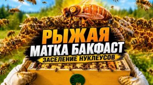 Рыжая матка Бакфаст