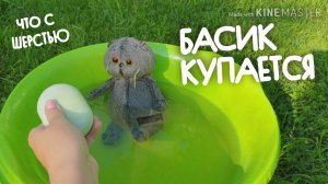 БАСИК КУПАЕТСЯ|что с шерстью?|Как помыть Басика?|Basik TV