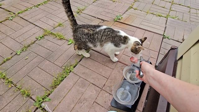 🔥Клёпа протестировал Мясные кусочки из Мветофора. 🐈Съели или отказался? смотреть онлайн