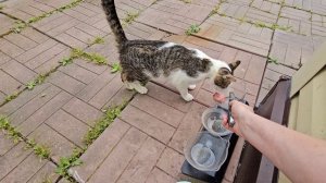 🔥Клёпа протестировал Мясные кусочки из Мветофора. 🐈Съели или отказался?