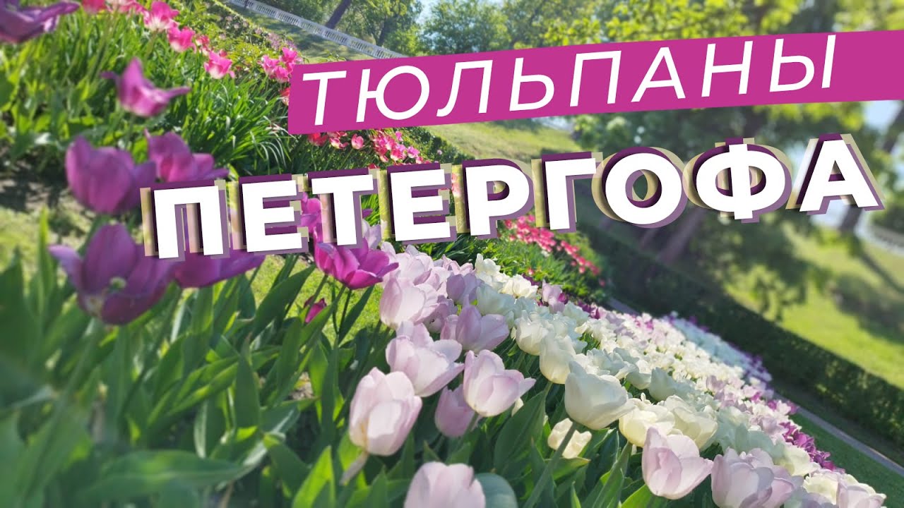 Тюльпаны Петергофа / Зоткингид смотреть онлайн