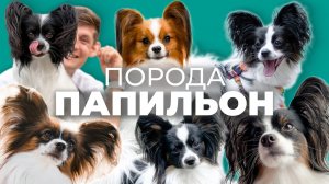 Папильон: стоит ли заводить? Характер, цена содержания, отзывы владельцев