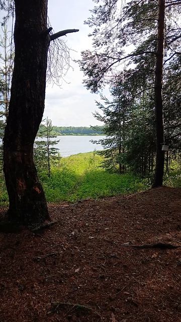 в лесу смотреть онлайн